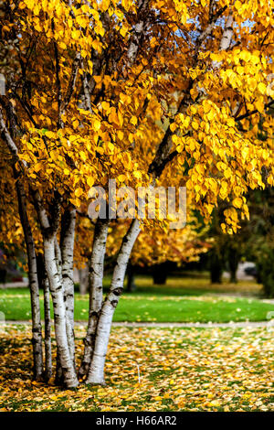 Betula papyrifera, paper birch, white birch and canoe birch, autumn colors Stock Photo