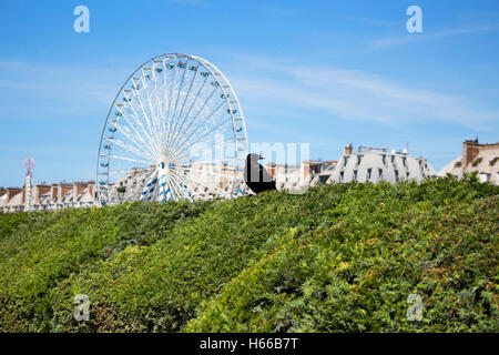 Close up view of crow on top of bushes at Jardin Des Tuileries in Paris. Ferris wheel, blue sky and buildings are in the backgro Stock Photo