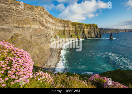 Coastal thrift beneath the Cliffs of Moher, County Clare, Ireland. Stock Photo