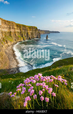 Coastal thrift beneath the Cliffs of Moher, County Clare, Ireland. Stock Photo