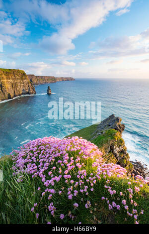 Coastal thrift growing on the edge of the Cliffs of Moher, County Clare, Ireland. Stock Photo