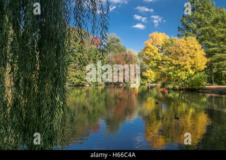 Autumn landscape with a weeping willow in the foreground. Stock Photo