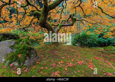 Under the Japanese Maple Tree at the Garden in Fall Season Stock Photo