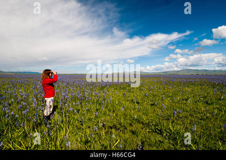 Woman birdwatching in camas meadow in Centennial Marsh, Camas Prairie, Camas County, Idaho Stock Photo