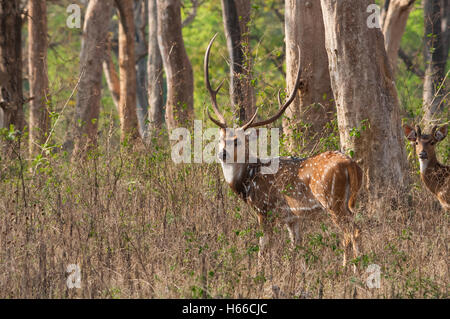 Spotted Deer (Axis axis) Stock Photo