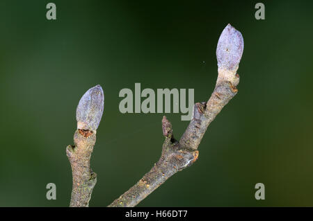 Alder buds Stock Photo