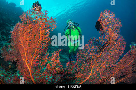 Scuba diver explores coral reef with gorgonian corals Stock Photo