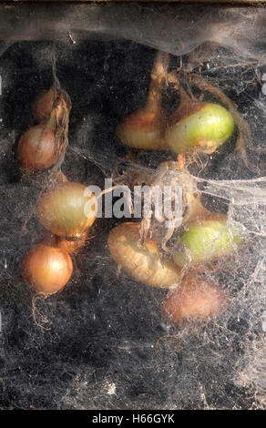 bunch of onions drying in old garden shed window Stock Photo