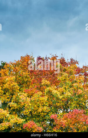 Acer Saccharum. Sugar Maple tree leaves in autumn against a dark cloudy sky. Oxfordshire, England Stock Photo