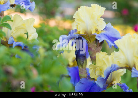 Tall Bearded Irises, Iris germanica, growing in a springtime garden in St Albert, Alberta, Canada Stock Photo