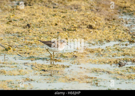 A solitary sandpiper, Tringa solitaria, foraging at the edge of a pond in the springtime in the Lois Hole Provincial Park. Stock Photo