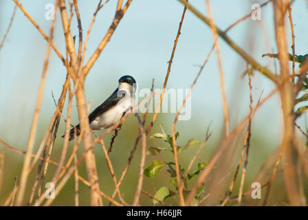 A solitary tree swallow, Tachycineta bicolor, perched on a willow branch in the Lois Hole Provincial Park, Alberta, Canada Stock Photo