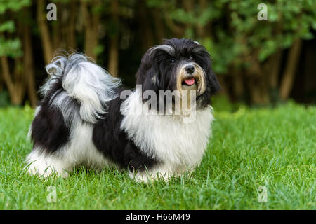 Happy little black and white havanese puppy dog is standing in the grass Stock Photo