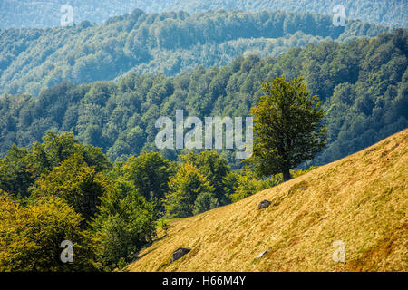 coniferous forest on a steep mountain hillside Stock Photo