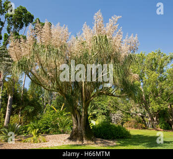 Immense old pony tail palm tree, Beaucarnea recurvata with mass of pale pink flowers against blue sky in Australian garden Stock Photo