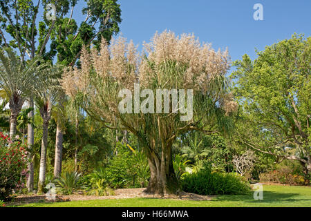 Immense old pony tail palm tree, Beaucarnea recurvata with mass of pale pink flowers against blue sky in Australian garden Stock Photo