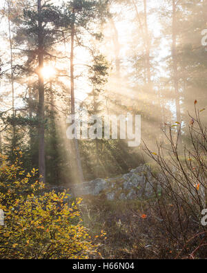 Foggy morning sun light forest Stock Photo