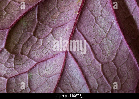 The underside of a purple leaf showing the small hairs and veins. Stock Photo