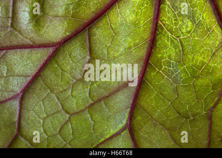 Backlit leaf showing the veins. Stock Photo