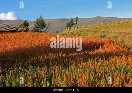 Red and yellow quinoa quinua field in the andean highlands of Peru Stock Photo