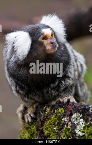 Vertical close up of a common marmoset. Stock Photo