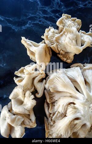 Greek Wild Mushrooms Pleurotus Stock Photo