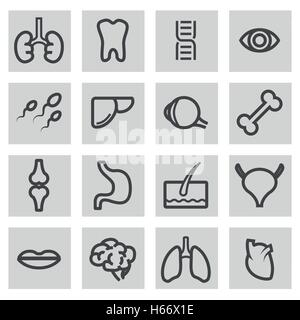 Vector black line anatomy icons set on grey background Stock Vector