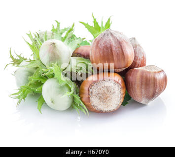 Young hazelnuts and ripe brown hazelnuts on the white background. Stock Photo