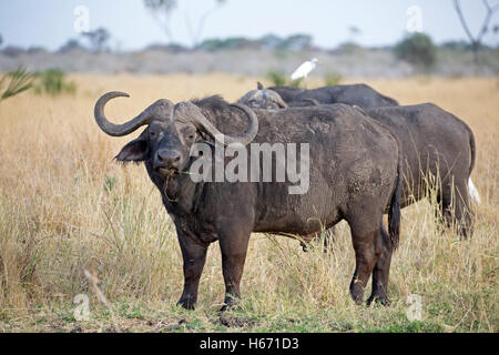 Two African cape buffalo Syncerus caffer Meru National Park Kenya Stock Photo