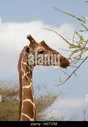 Head Recticulated or Somali giraffe feeding Meru National Park Kenya Stock Photo