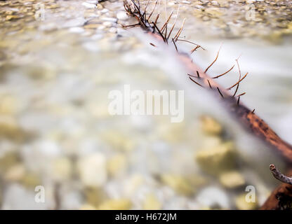 Running water with a stuck dead tree Stock Photo