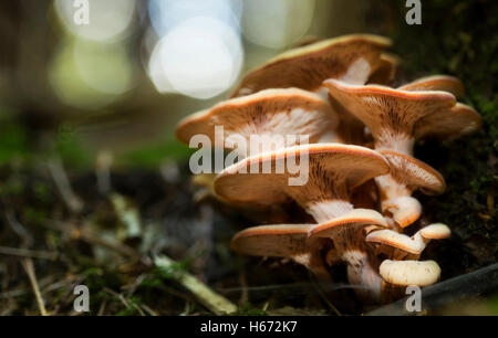 Group of some growing mushrooms in the nature. Stock Photo