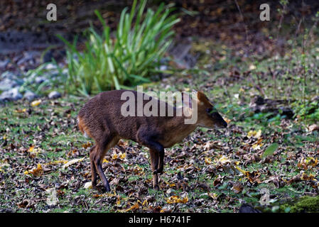 Reeves's muntjac (Muntiacus reevesi) is a muntjac species found widely in southeastern China. Stock Photo