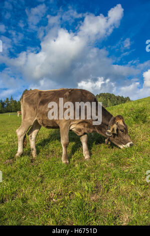 the brown cow portrait in the mountain Stock Photo - Alamy