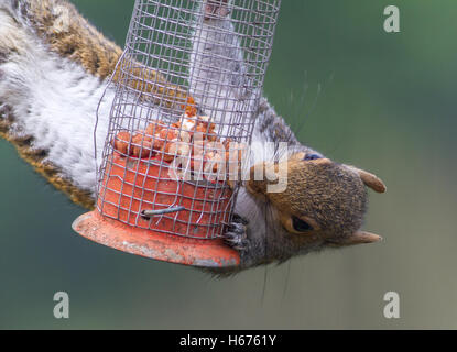 Naughty grey squirrel raiding the bird feeder for peanuts. Stock Photo