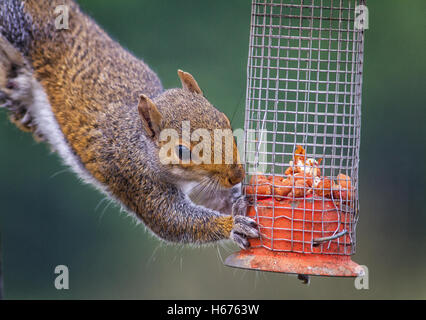 Naughty grey squirrel stealing peanuts from the bird feeder Stock Photo