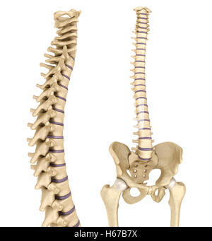 Spinal cord and pelvis . Medically accurate 3D illustration Stock Photo