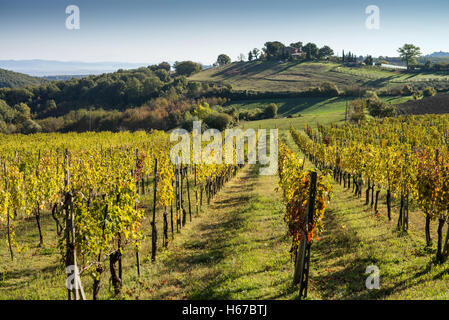 Vineyards near to Montepulciano, Val d'Orcia, UNESCO World Heritage Site, Tuscany, Italy, EU, Europe Stock Photo