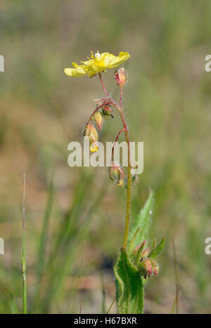 Spotted Rock-rose - Tuberaria guttata Unspotted form Stock Photo