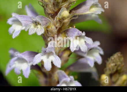 Hemp Broomrape - Orobanche ramosa Parasitic plant from Cyprus Stock Photo