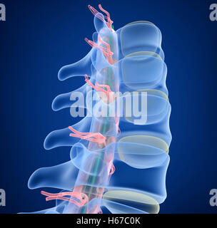 Human Spine x-ray view, 3D illustration Stock Photo