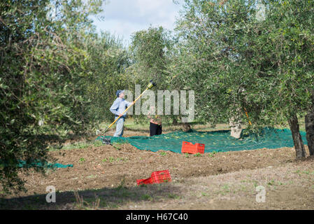Farm worker harvests olives, Tuscany, Italy, EU, Europe Stock Photo