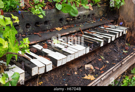 Piano left to rot and become overgrown with plants Stock Photo