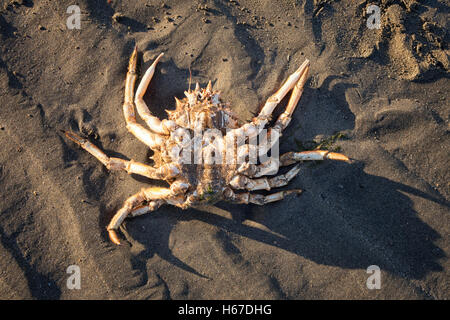 Upside down dead crab on sandy beach.  It was washed up by the tide. Stock Photo