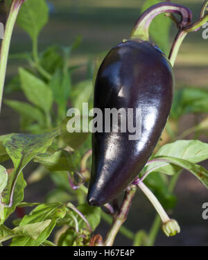 Fat purple jalapeno that is still growing on its plant Stock Photo