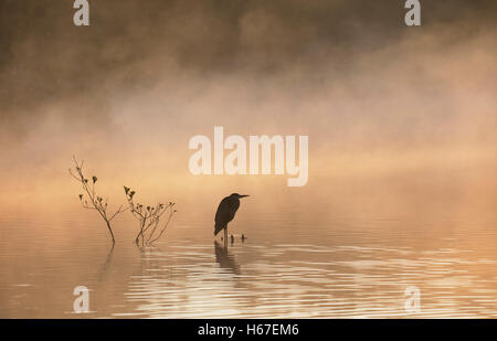 Grey heron overlooking misty lake at dawn Stock Photo