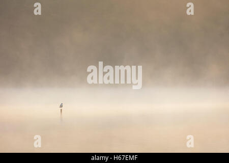 Lone black-headed gull on a post in the centre of a mist covered lake at dawn Stock Photo
