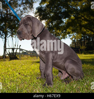 Grey Great Dane puppy sitting on the grass that looks very sad Stock Photo