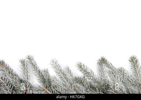 Christmas decoration fir tree snow winter isolated on a white background Stock Photo