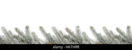 Christmas decoration fir tree branches snow winter isolated on a white background Stock Photo